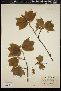 Acer pensylvanicum image