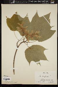 Acer pensylvanicum image