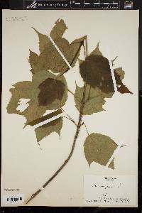 Acer pensylvanicum image