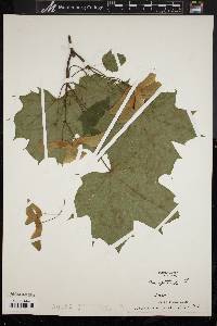 Acer platanoides image