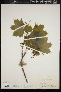 Acer platanoides image