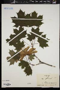 Acer platanoides image