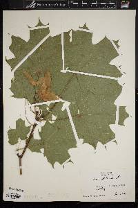 Acer platanoides image