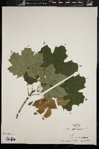 Acer platanoides image