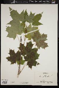 Acer platanoides image