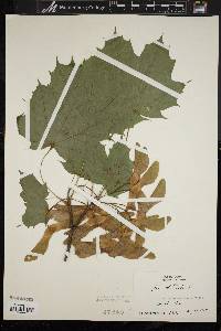 Acer platanoides image