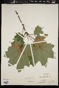 Acer platanoides image