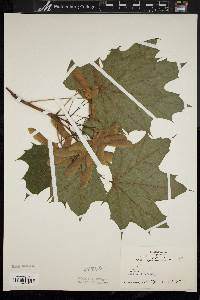 Acer platanoides image