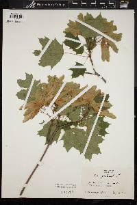 Acer platanoides image