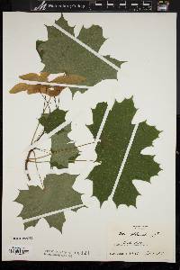 Acer platanoides image