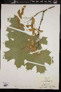 Acer platanoides image