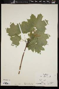 Acer platanoides image