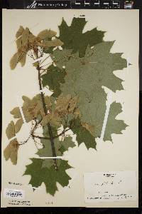 Acer platanoides image