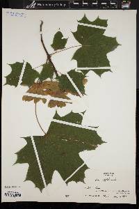 Acer platanoides image