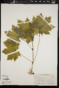 Acer platanoides image