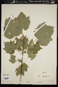 Acer spicatum image