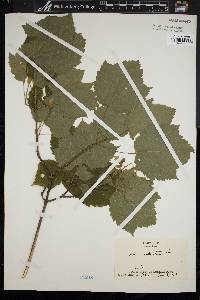 Acer spicatum image