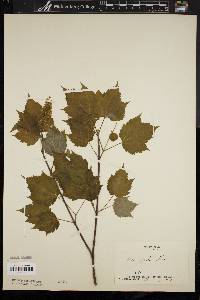 Acer spicatum image