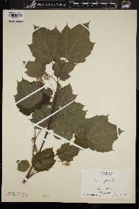 Acer spicatum image