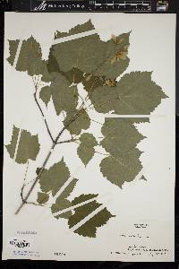 Acer spicatum image