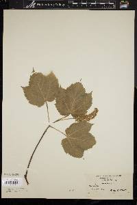 Acer spicatum image