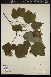 Acer spicatum image