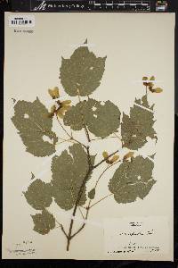 Acer spicatum image