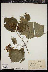 Acer spicatum image