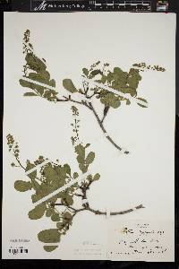 Cotinus coggygria image