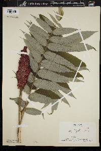 Rhus typhina image