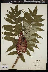 Rhus typhina image