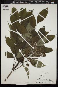 Phellodendron japonicum image