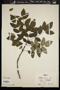 Zanthoxylum americanum image