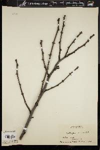 Zanthoxylum americanum image