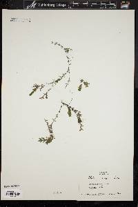 Elodea canadensis image