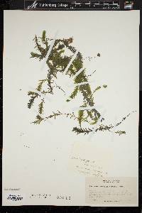 Elodea canadensis image