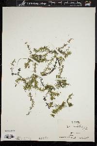 Elodea nuttallii image