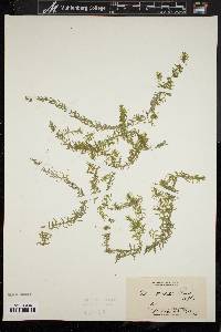 Elodea nuttallii image