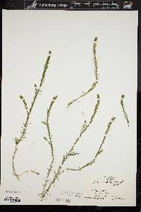 Elodea nuttallii image