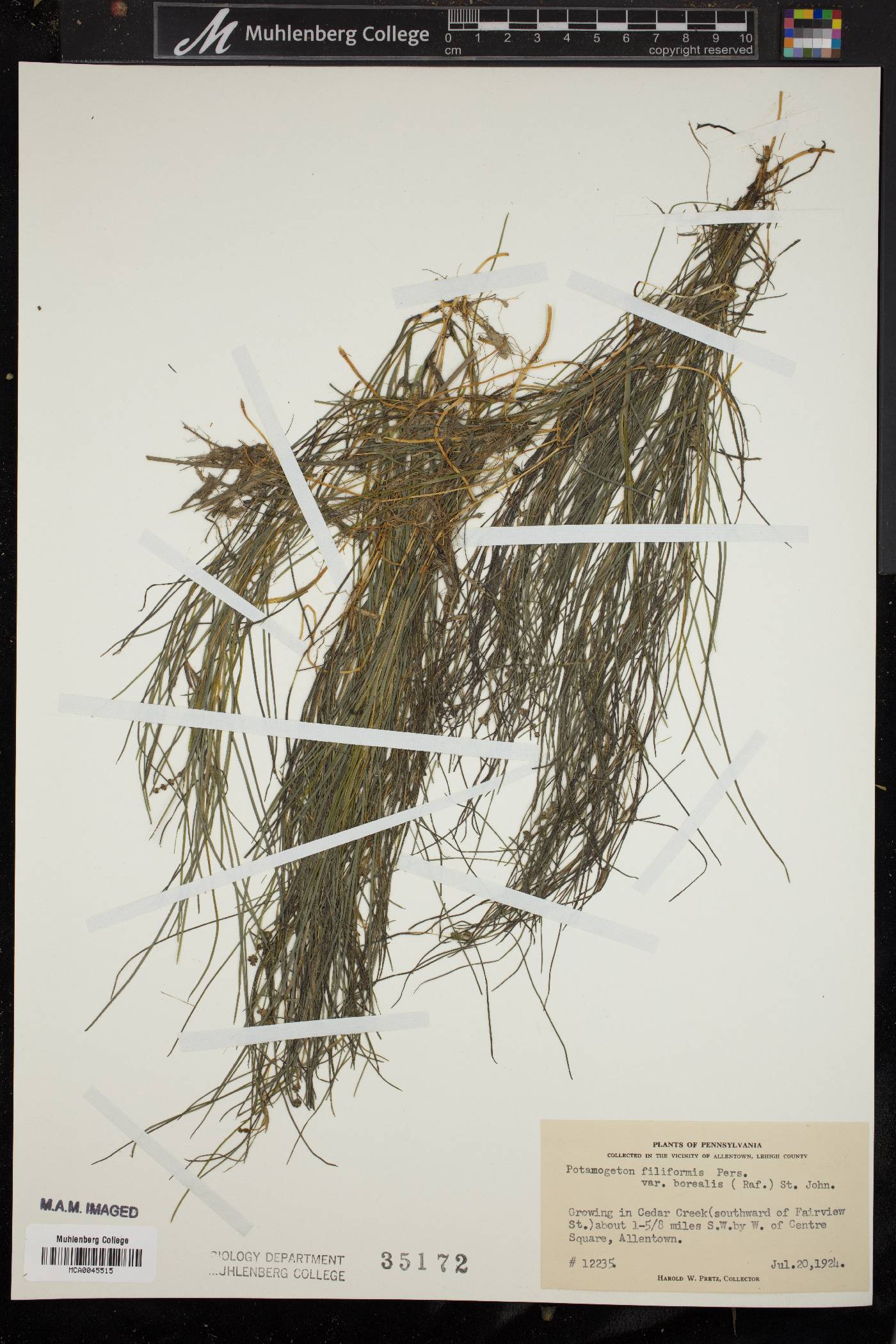 Stuckenia filiformis subsp. alpinus image