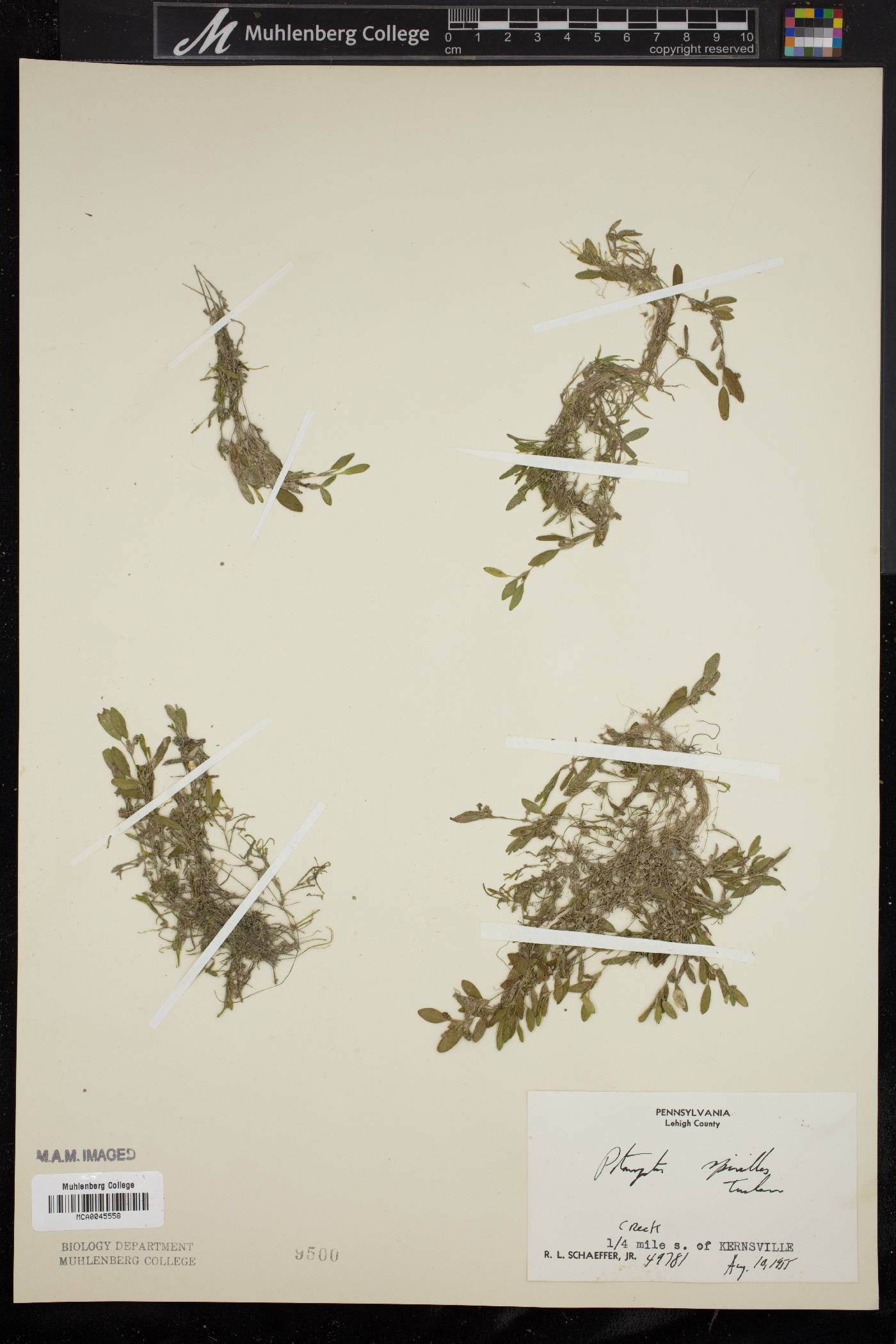 Potamogeton spirillus image