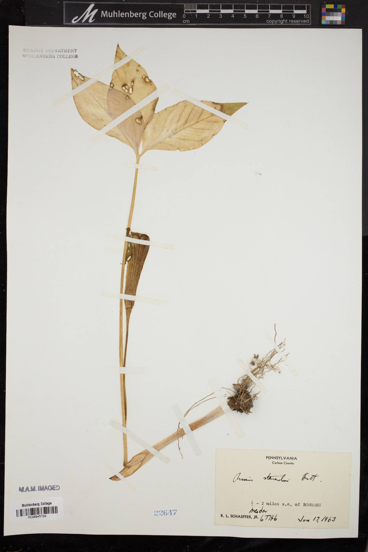 Arisaema stewardsonii image