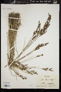 Juncus brevicaudatus image