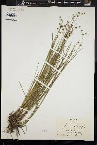 Juncus brevicaudatus image