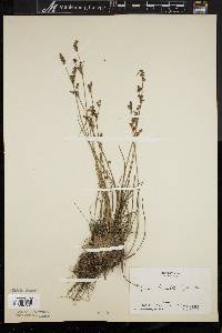 Juncus brevicaudatus image