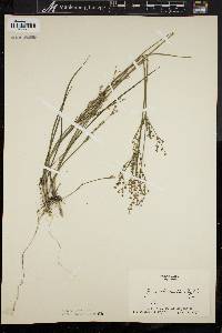 Juncus brevicaudatus image