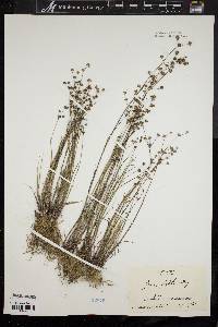 Juncus debilis image