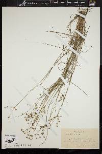 Juncus debilis image