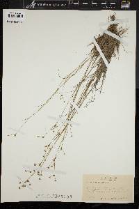 Juncus debilis image