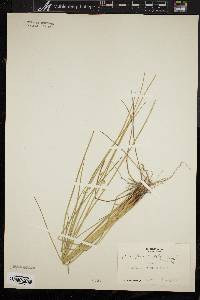 Juncus effusus var. pylaei image